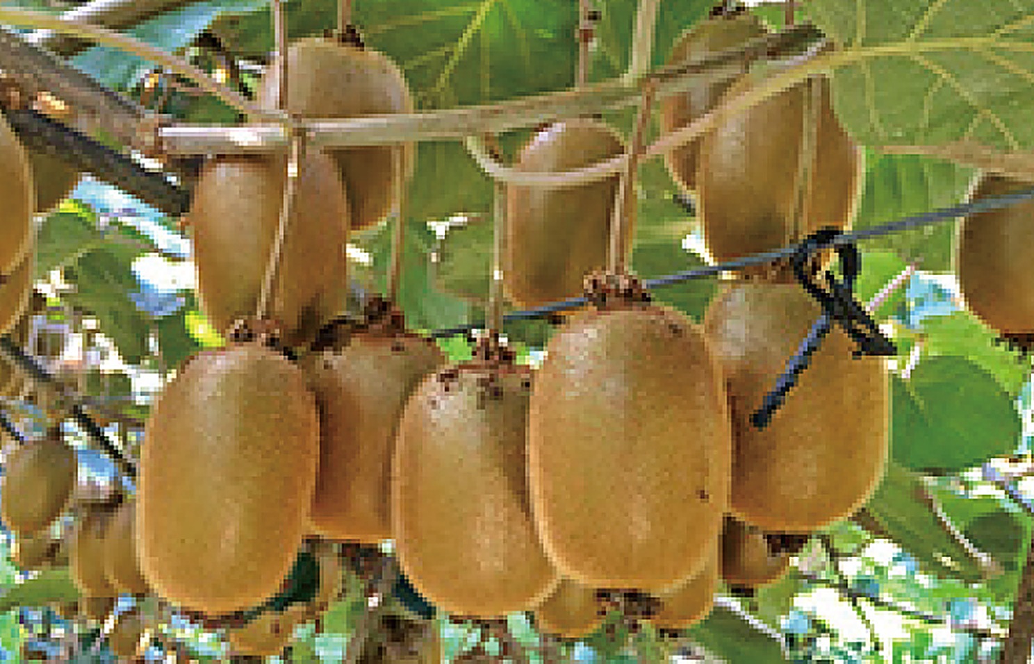 Kiwifruit