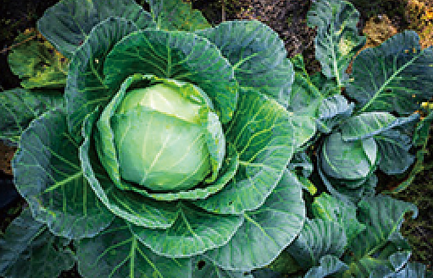 Cabbage