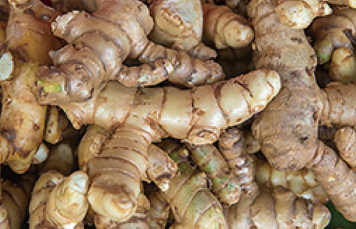 Ginger