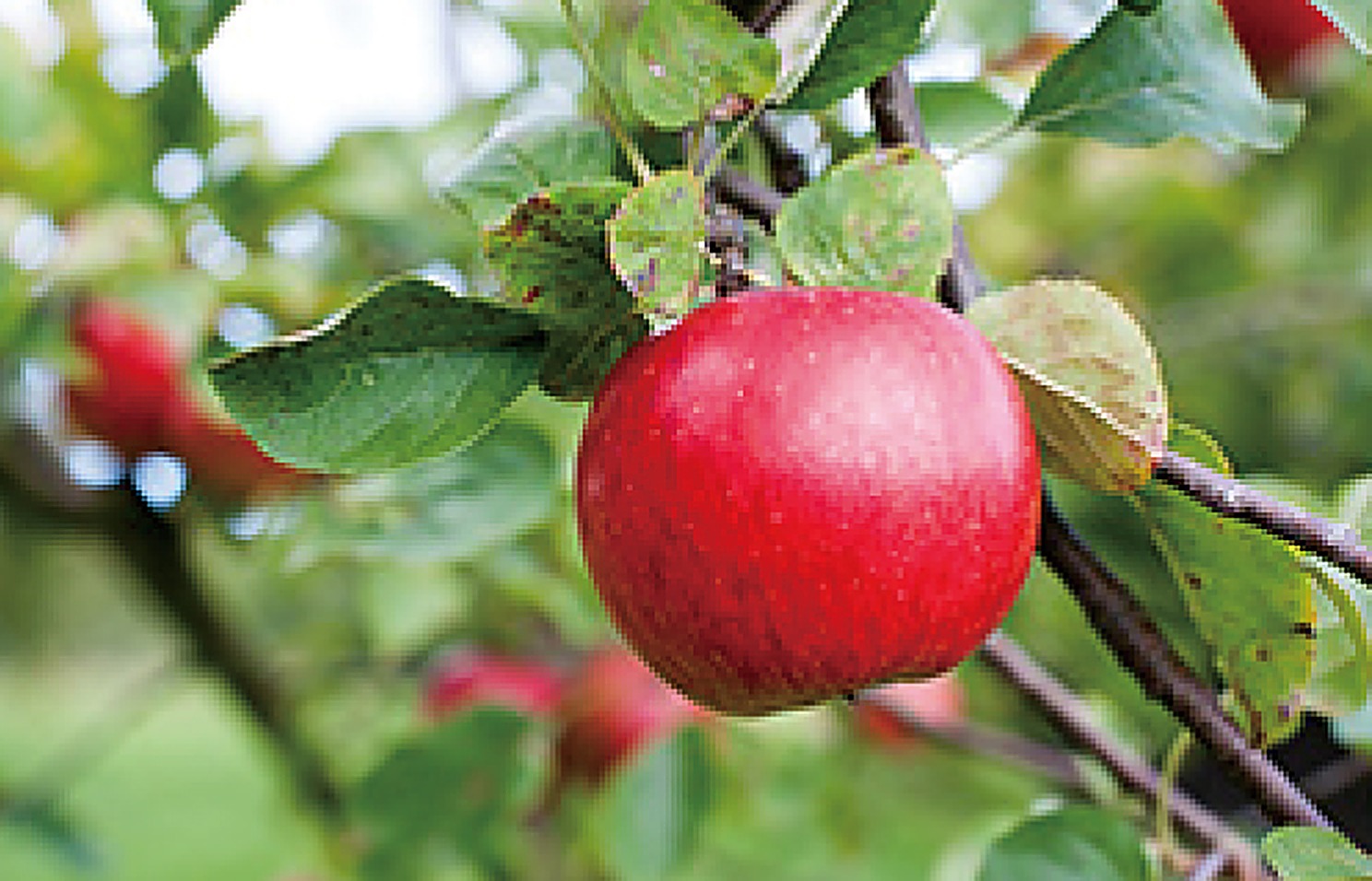 Apple