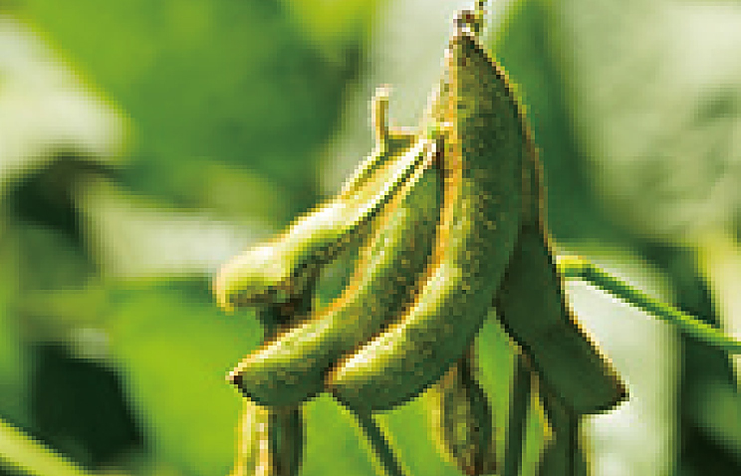 Soy Beans