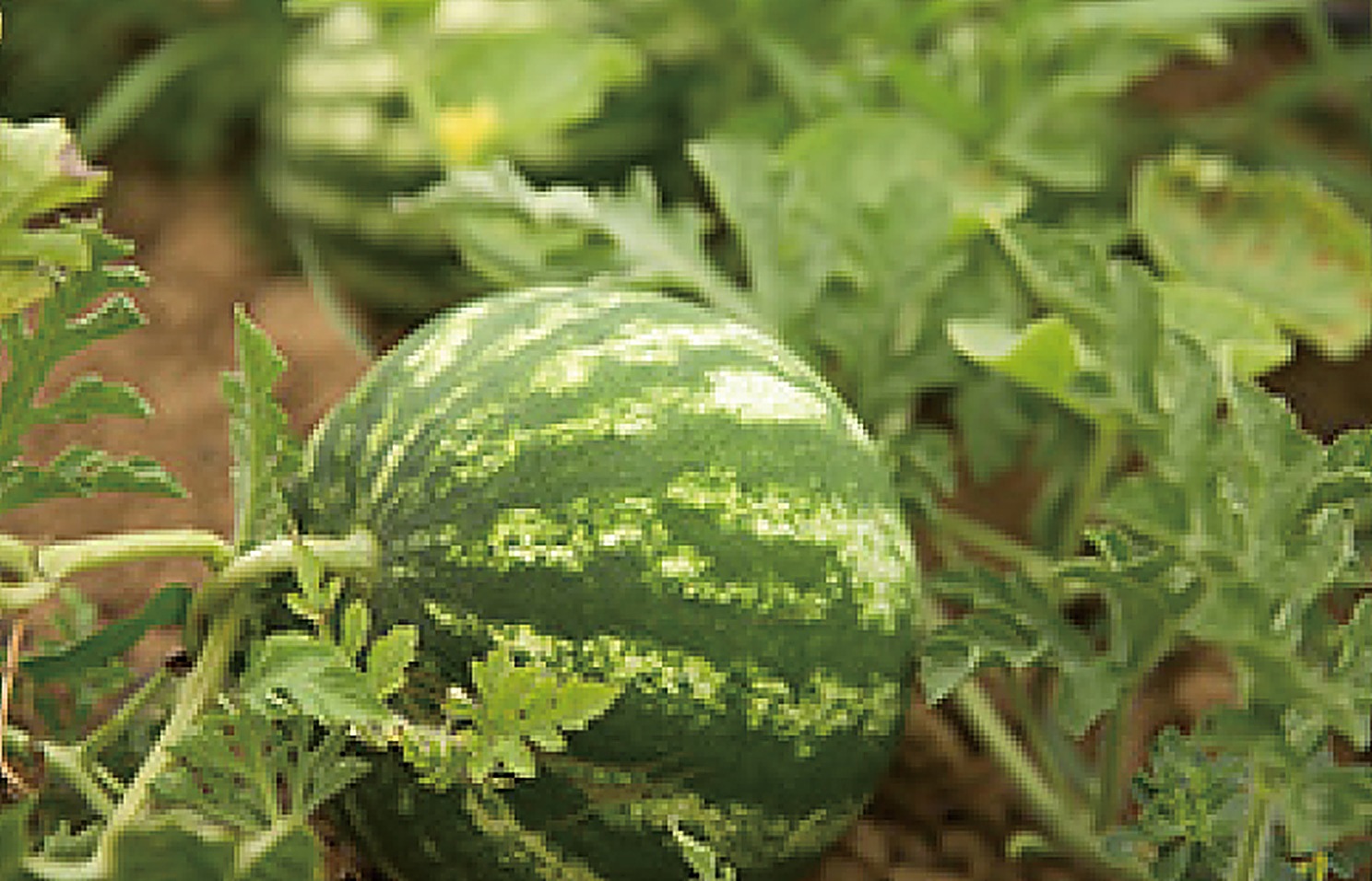 Watermellon