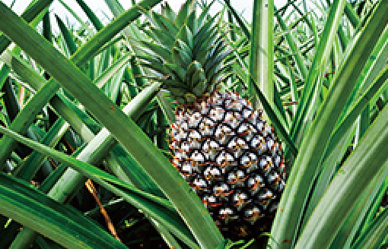Pineapple