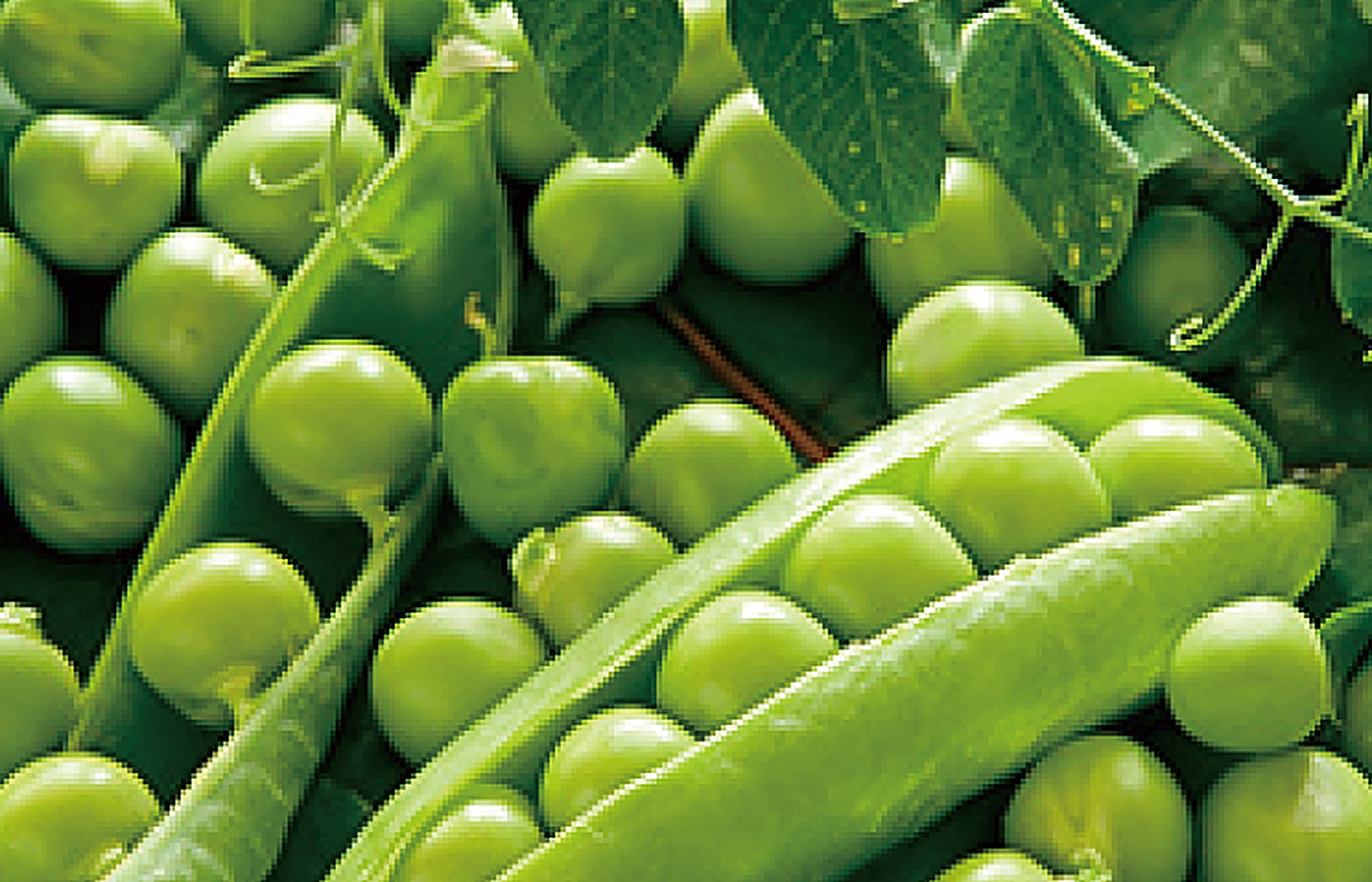 Peas