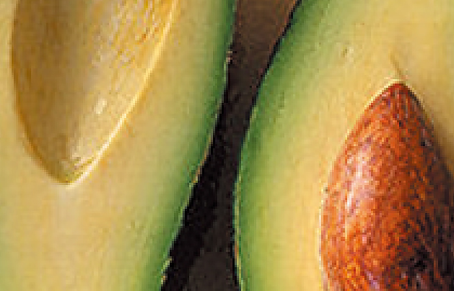 Avocado