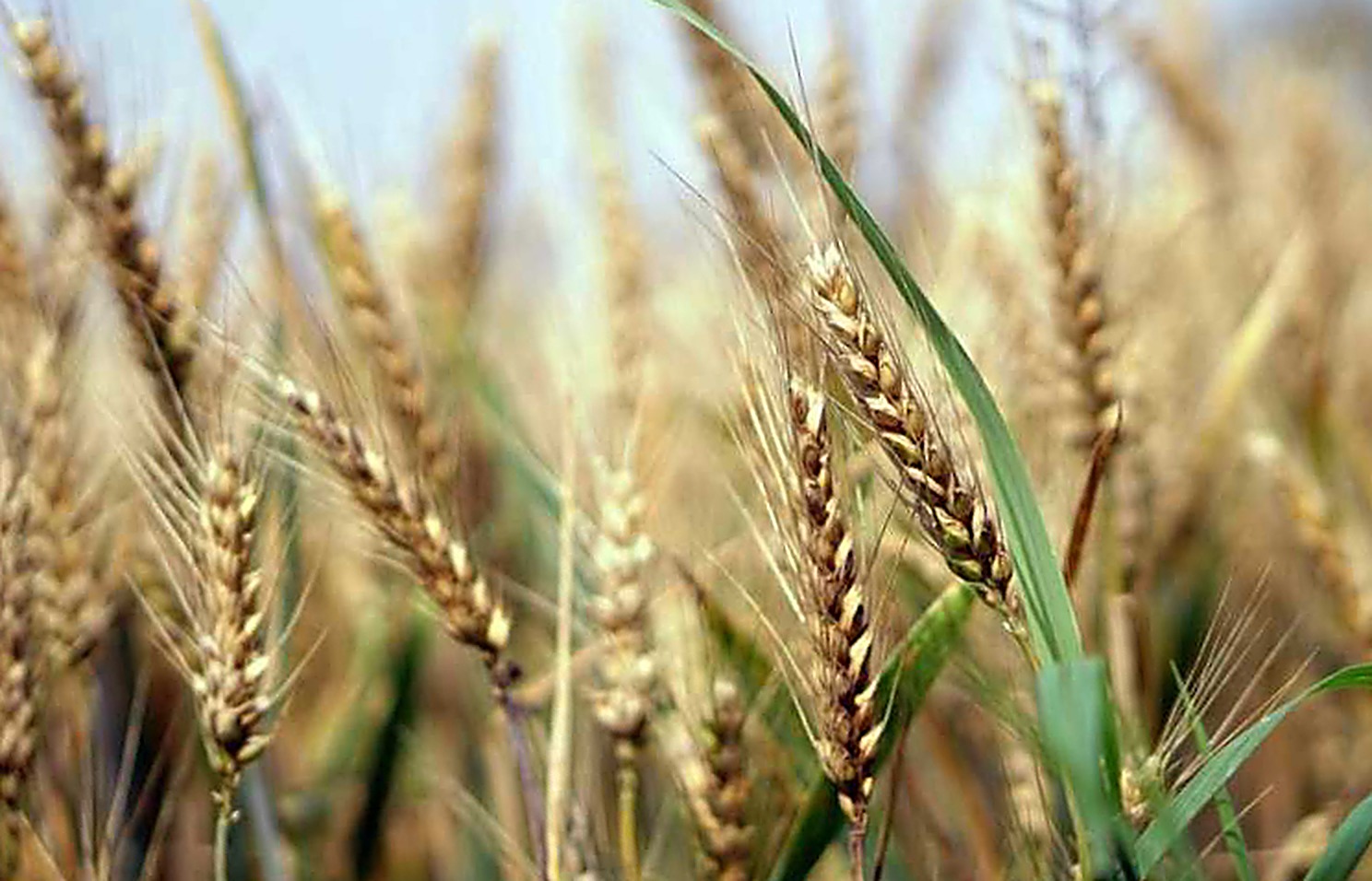 Rye