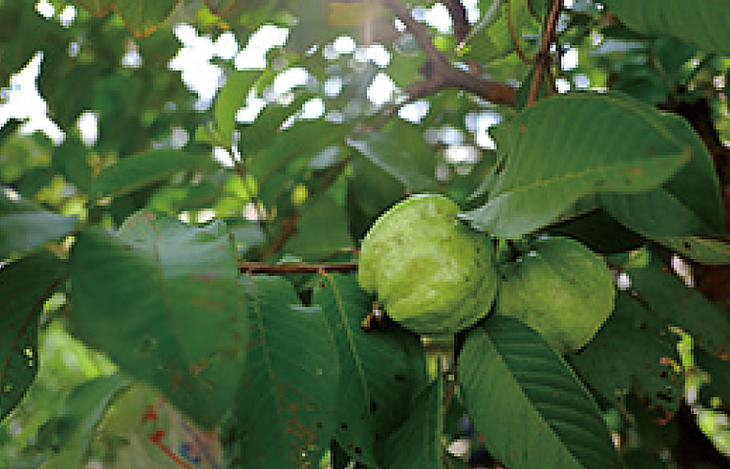 Guava
