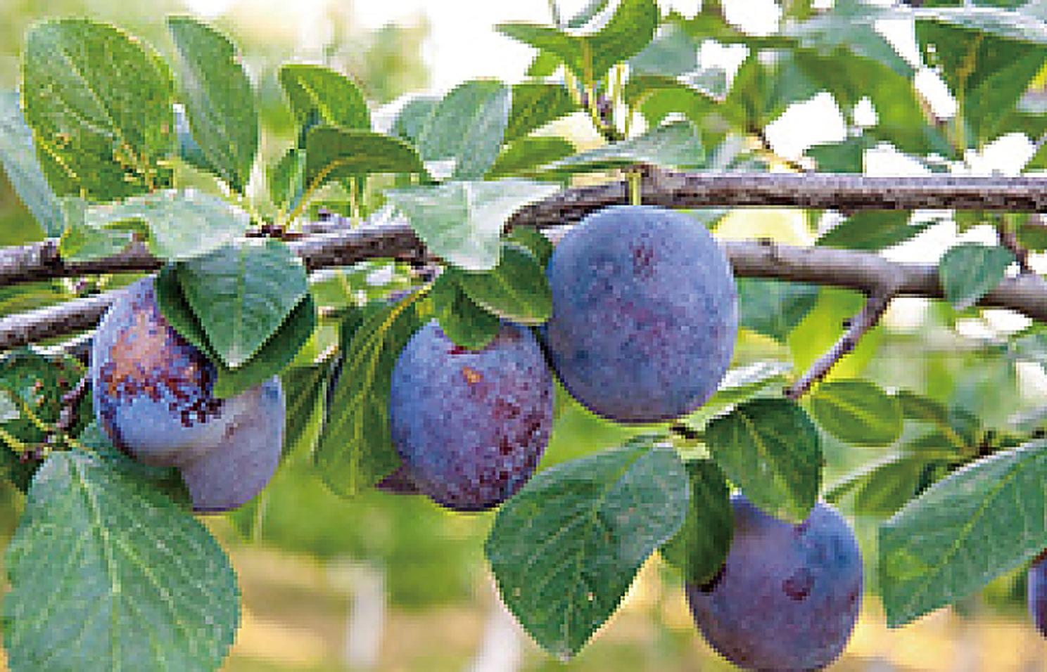 Plum