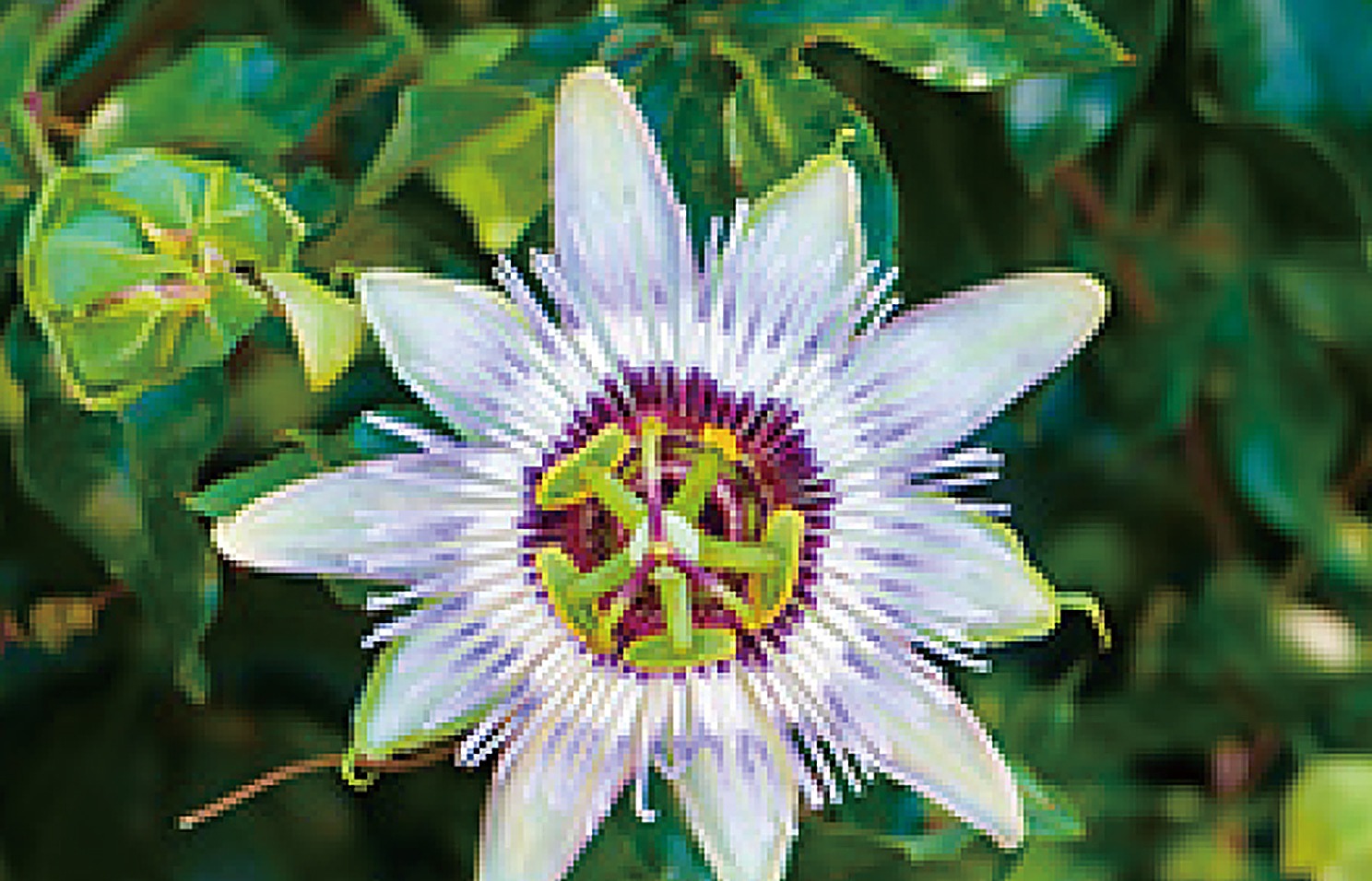 Passion Fruit