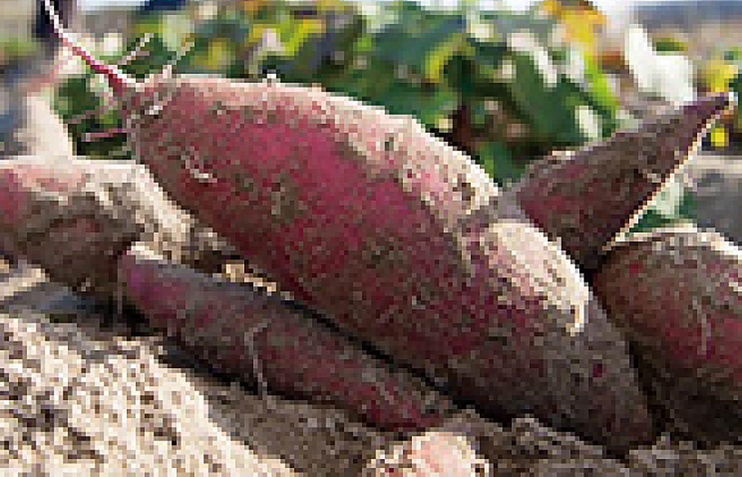 Sweet Potato