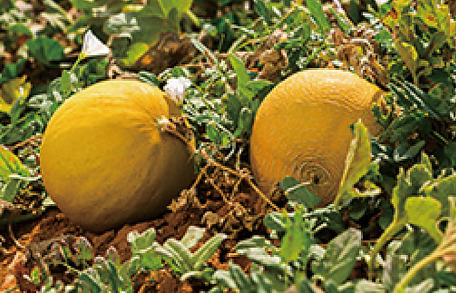 Melon
