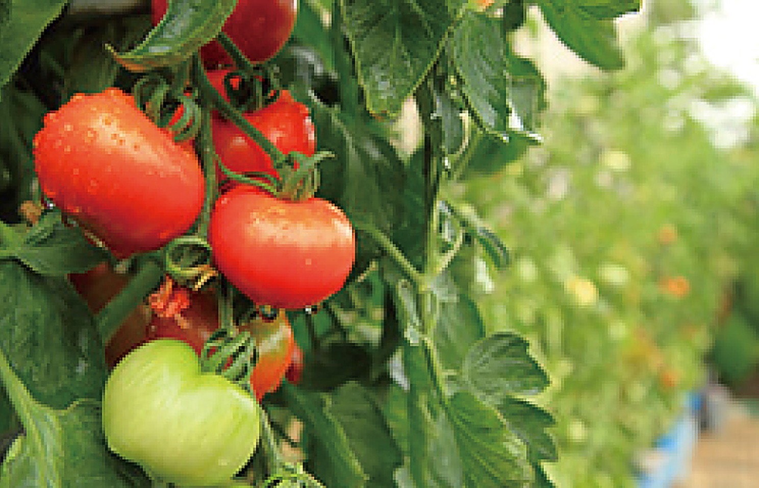 Tomato