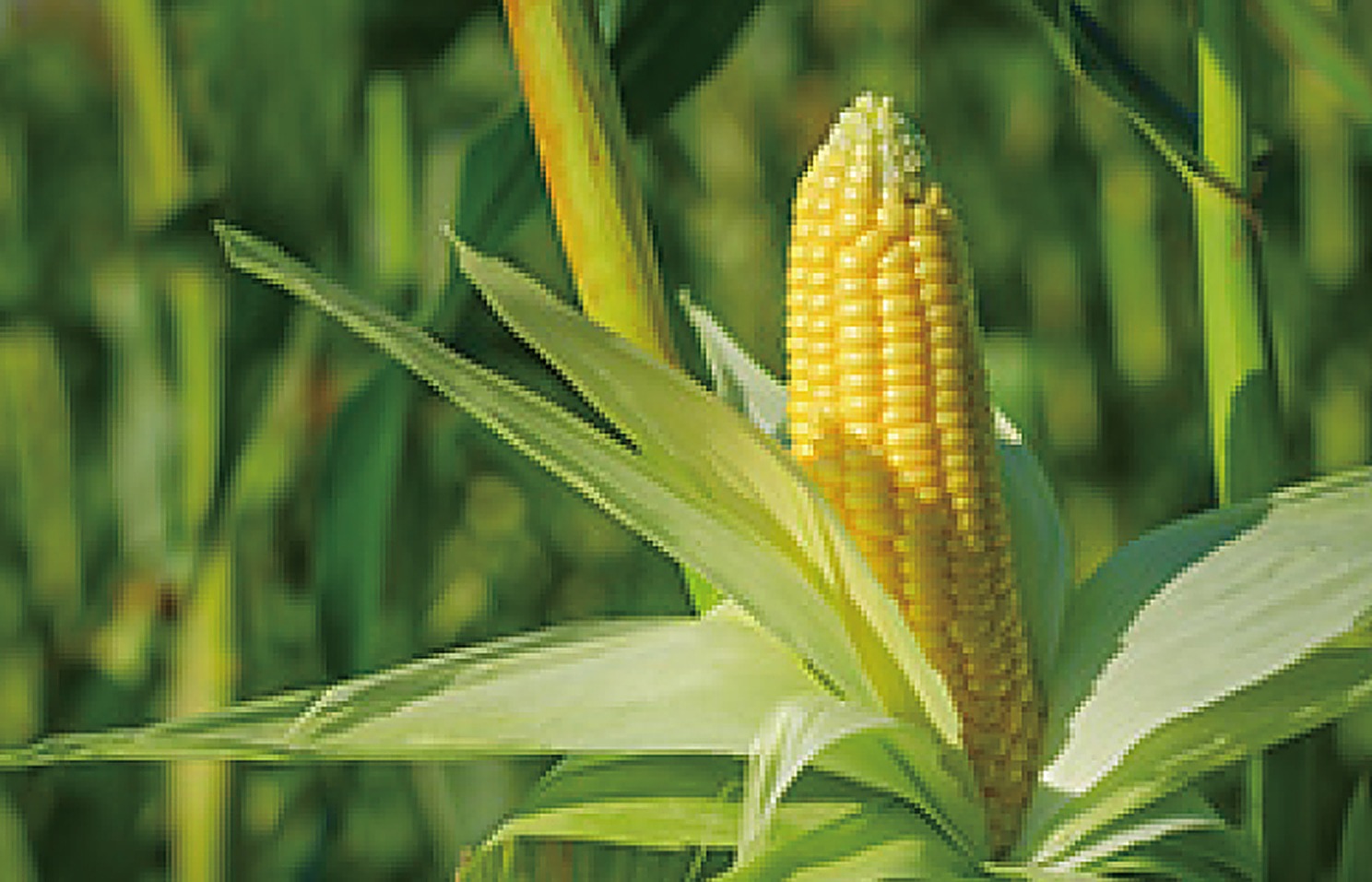 Corn (Yellow)