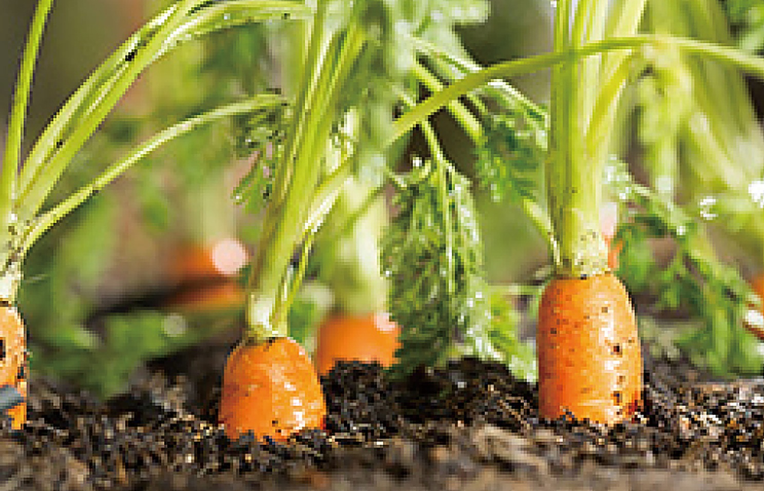 Carrots