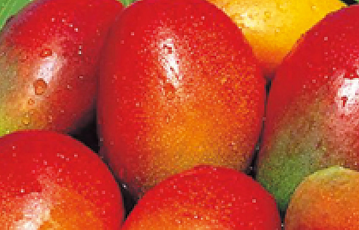 Mango