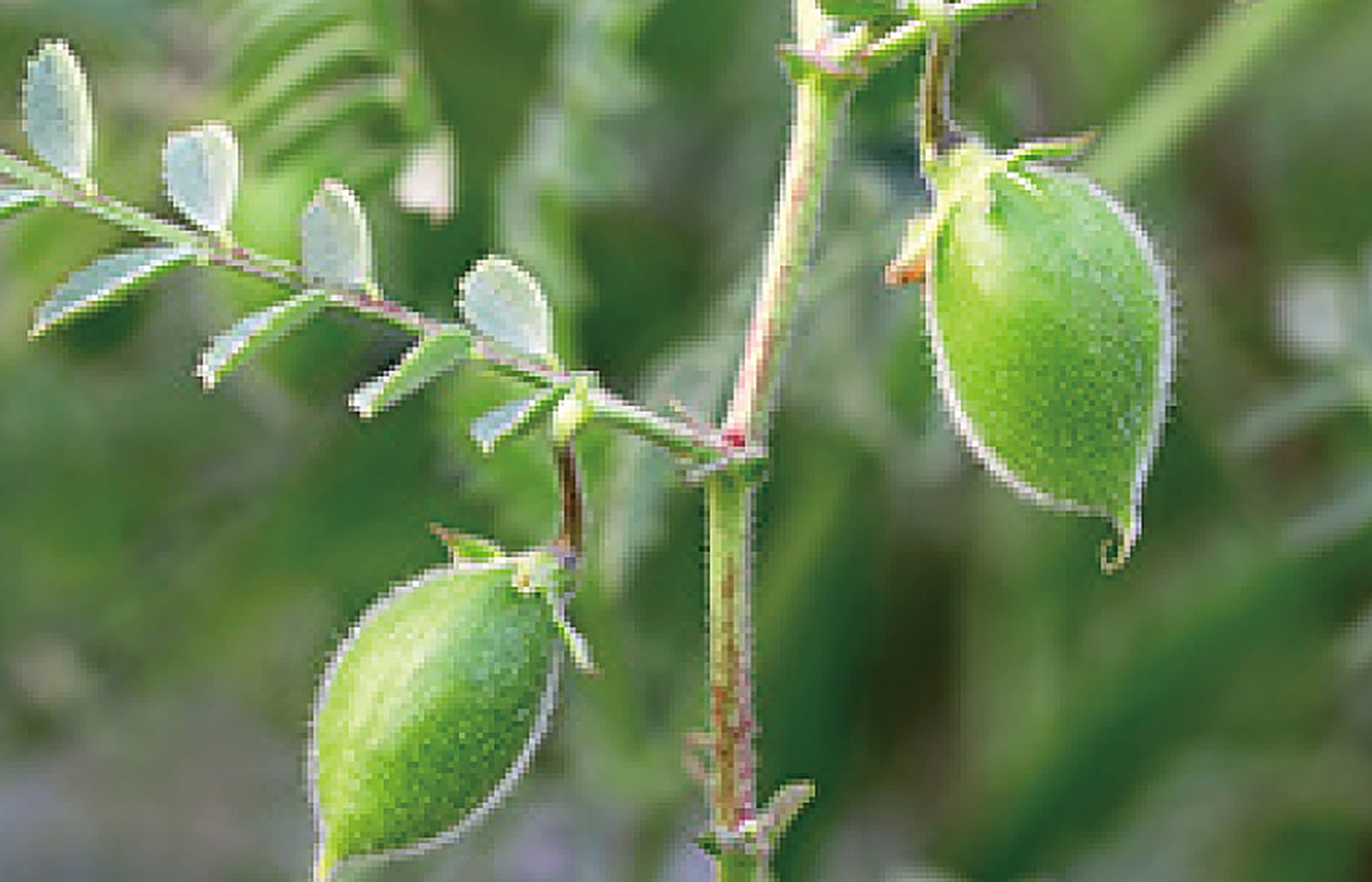 Chick Pea