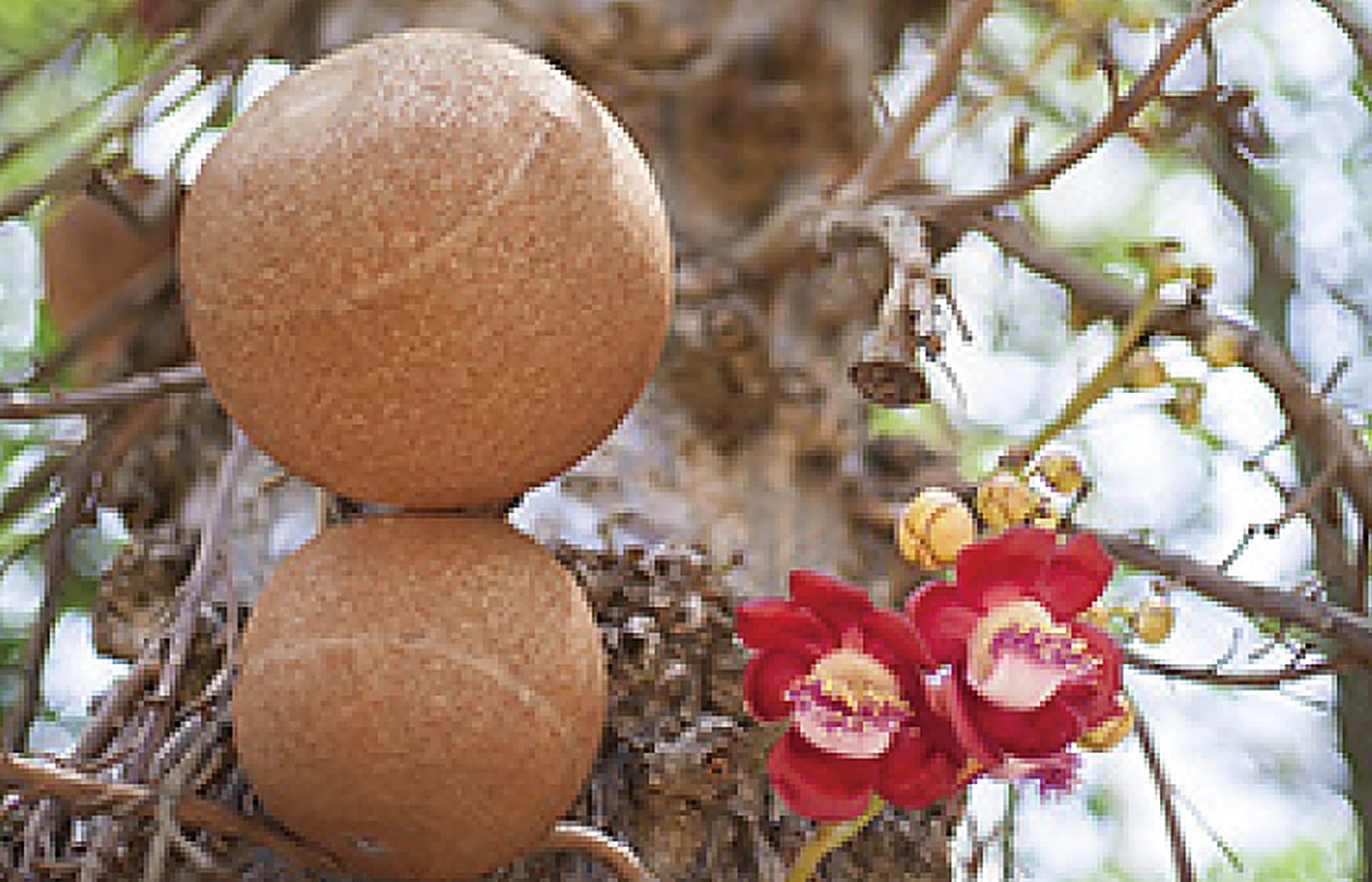 Brazil Nut