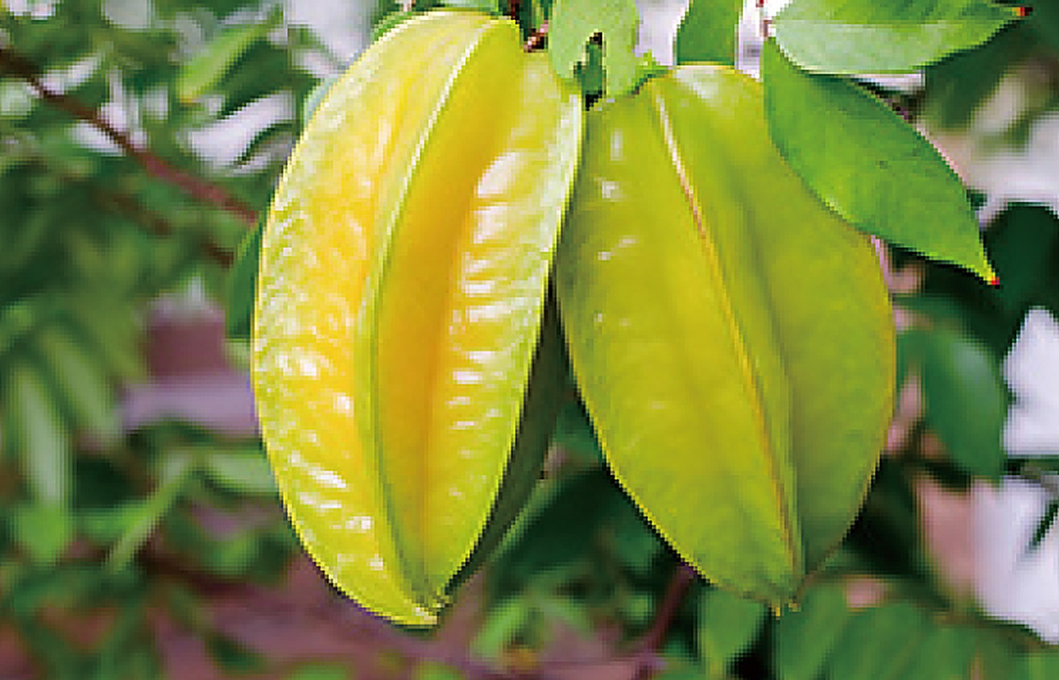 Carambora/Star Fruit