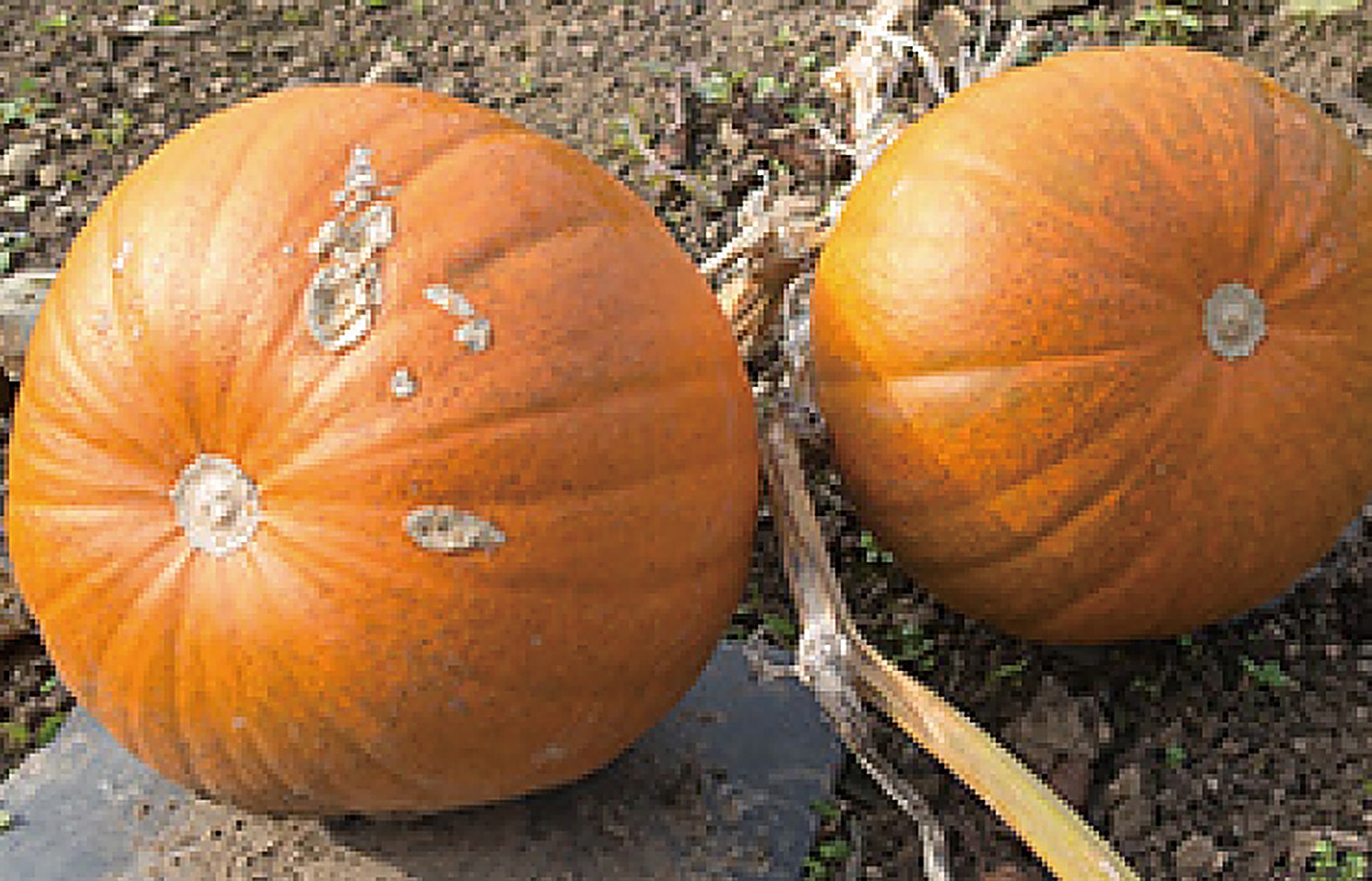 Pumpkin