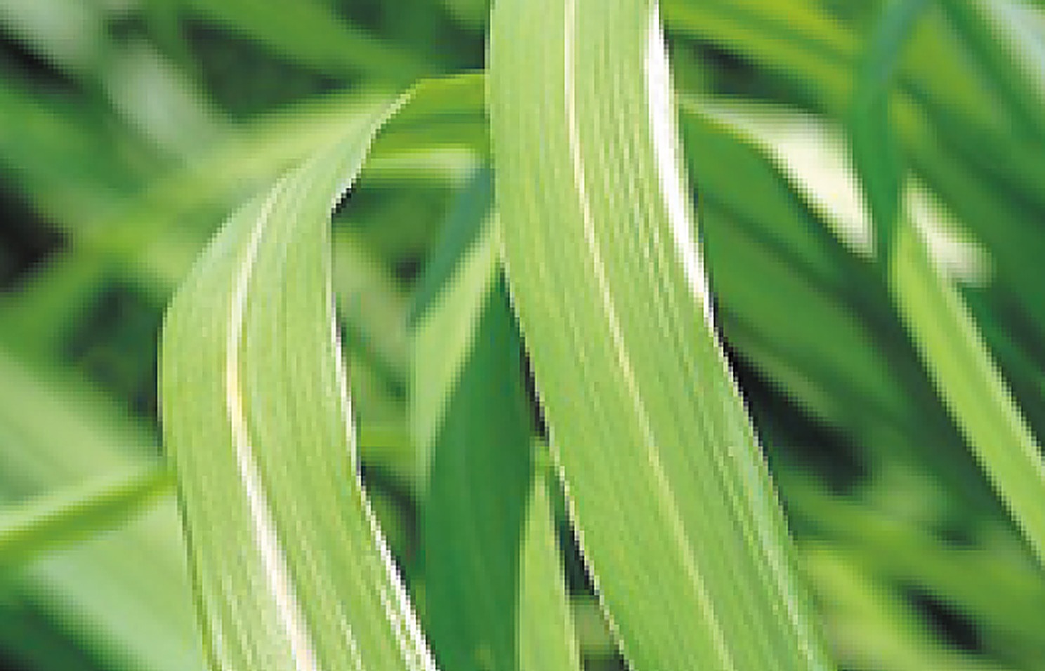 West Indian Lemon Grass
