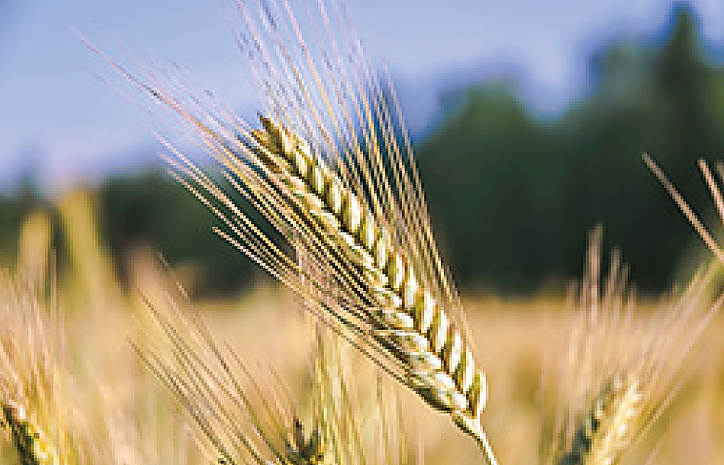 Barley