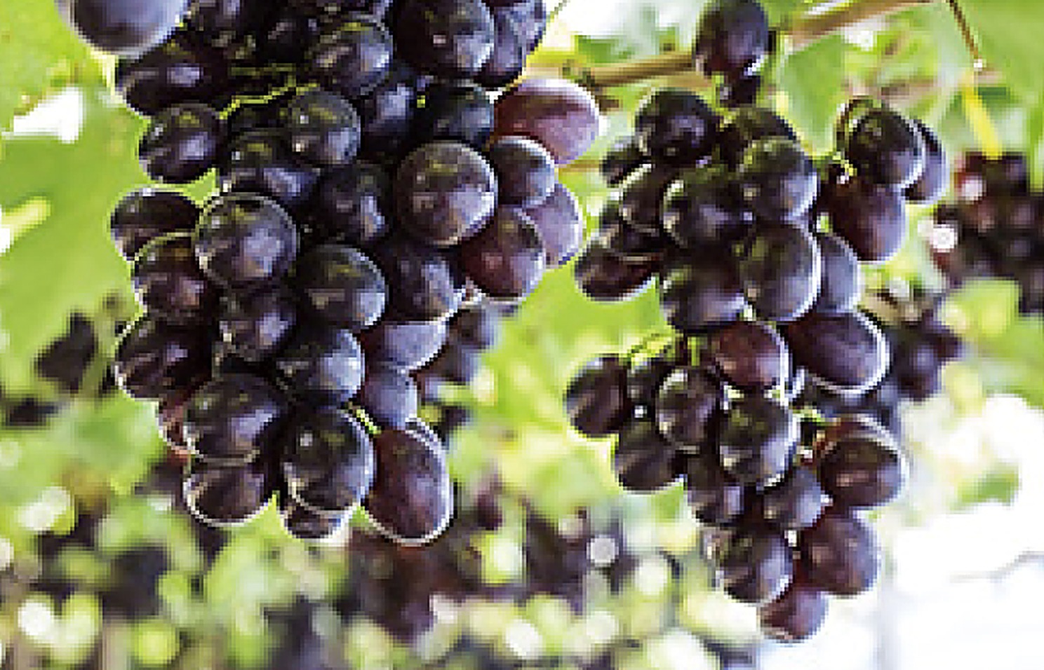 Red Grape