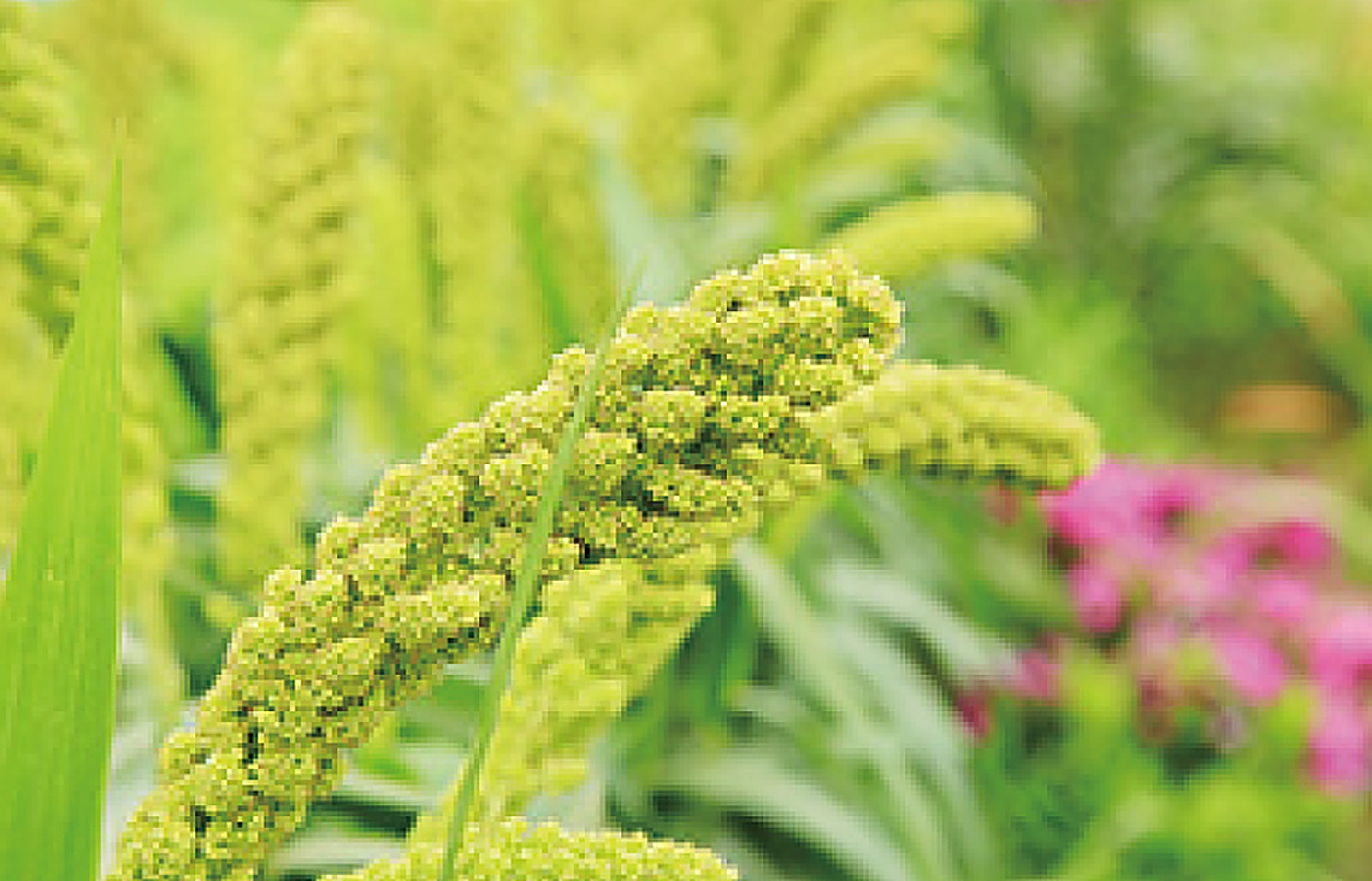 Millet