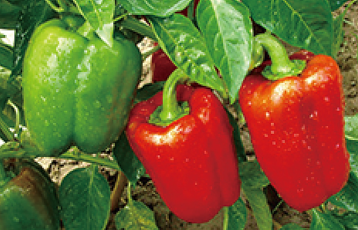 Green Bell Pepper