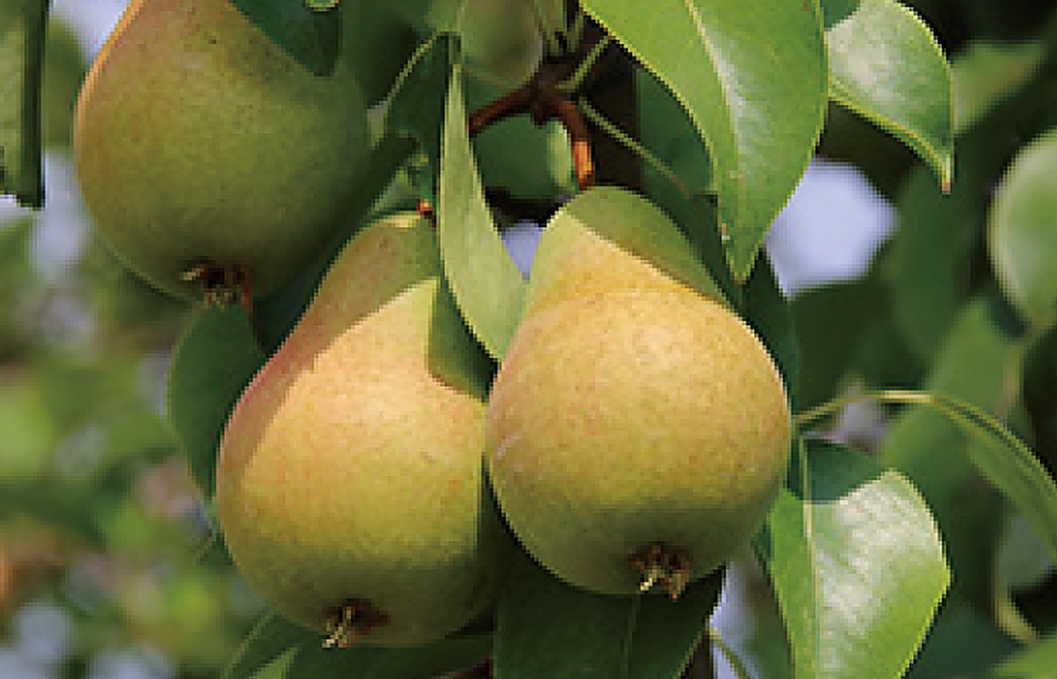 Pear