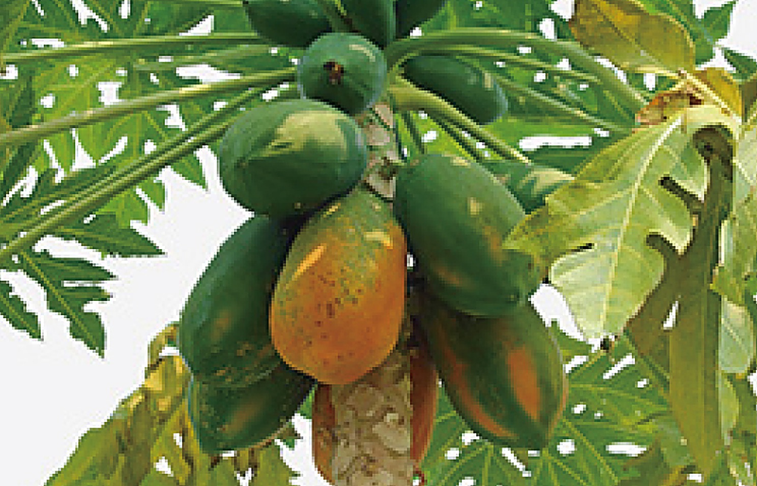 Papaya