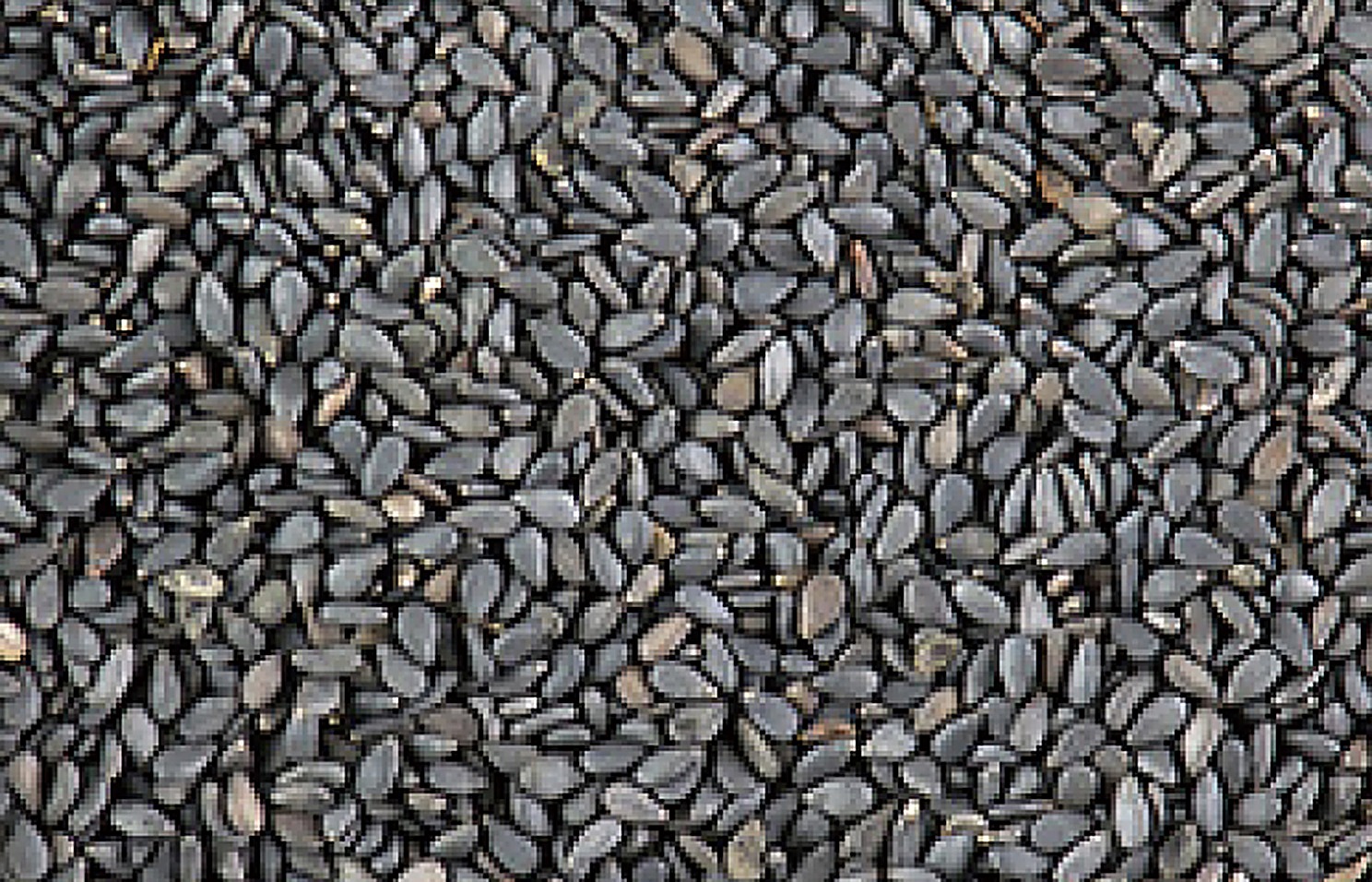 Black Sesame