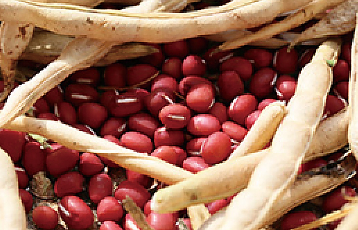 Azuki Beans