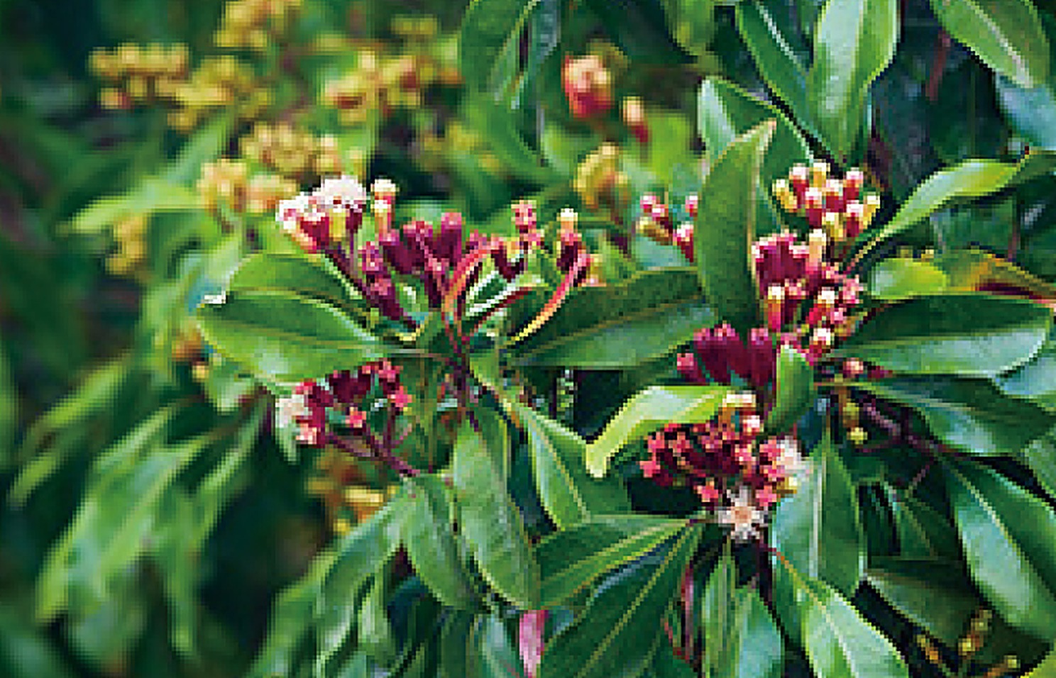 Cloves