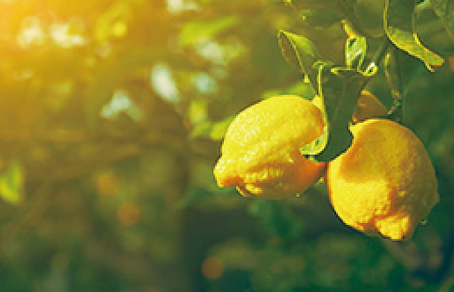 Lemon