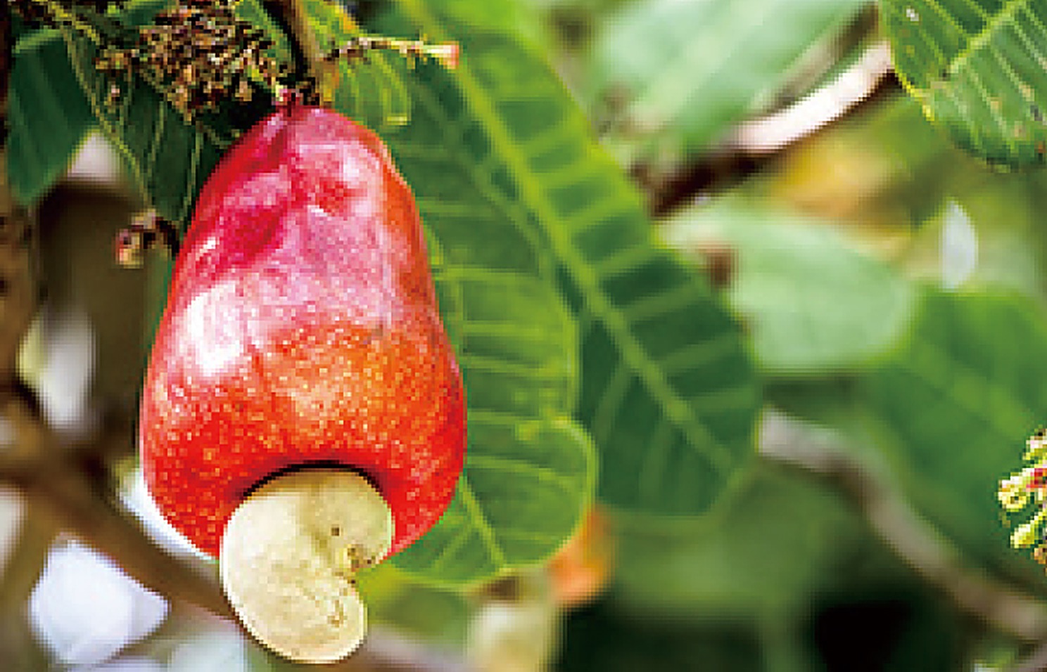 Cashew Nut