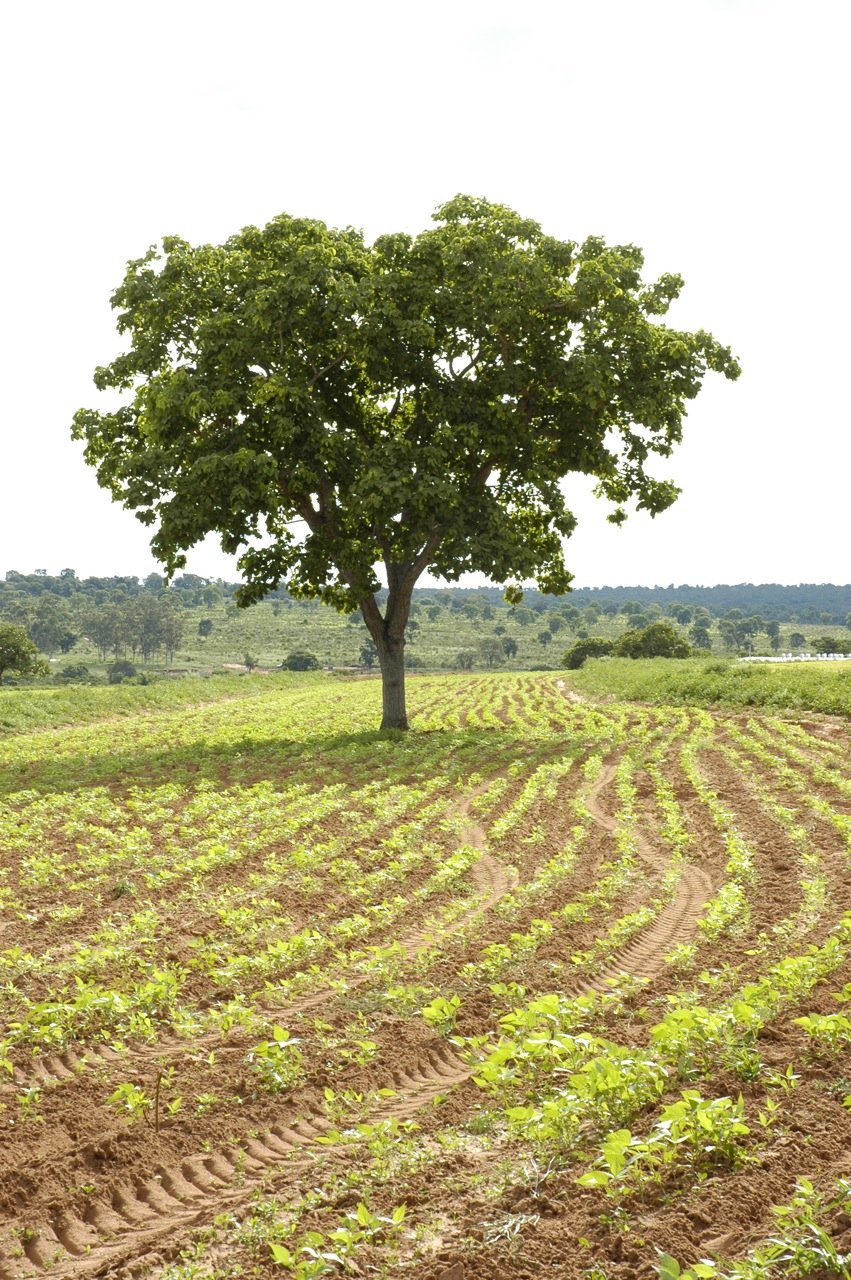 garden pure organic field with tree