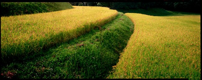 japanese_field
